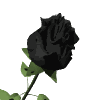 goth6.gif Black Roses image by A_World_of_Fragile_Things