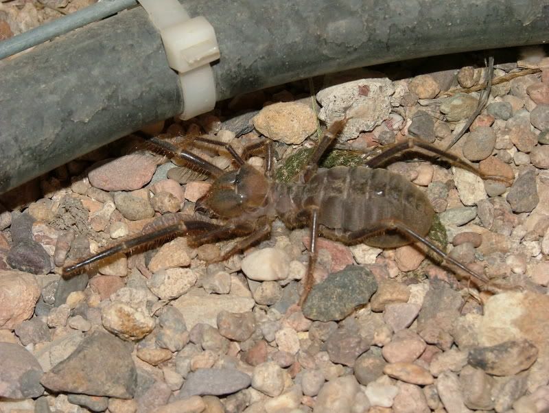 Spiders From Iraq