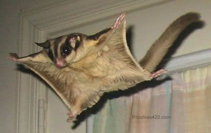 Human Flying Squirrel