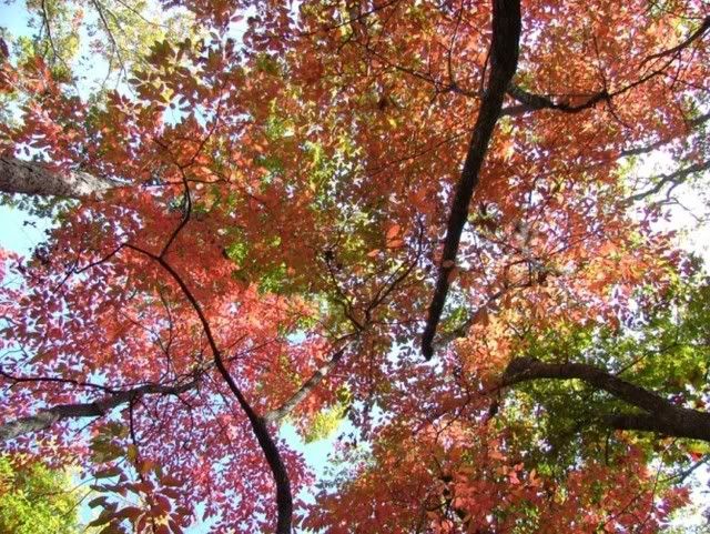 tree tops