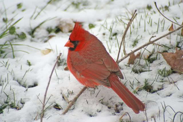 CardinalinSnow.jpg Cardinal image by CroneAlone