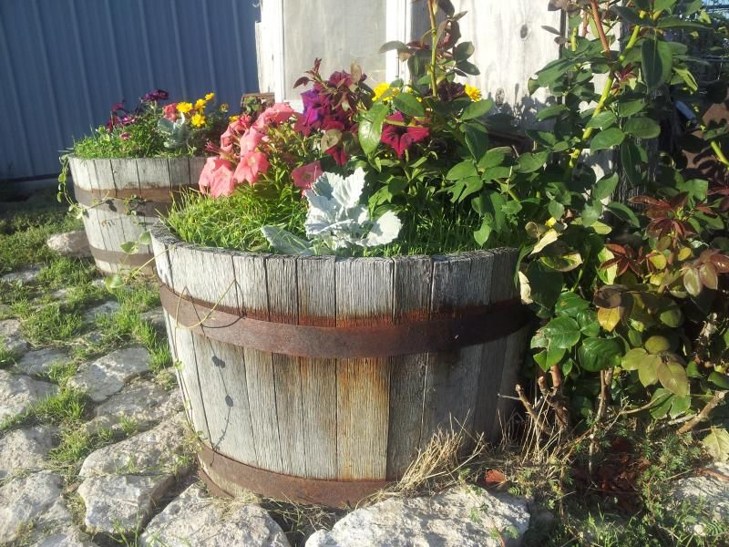 No garden this year - Homesteading Questions