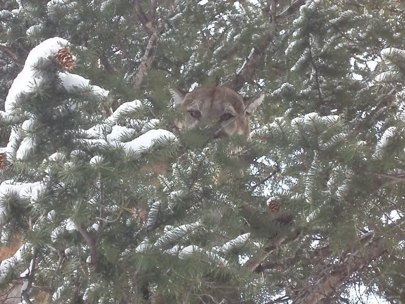 Mountain Lion Hunting With a Bow - The Great Outdoors