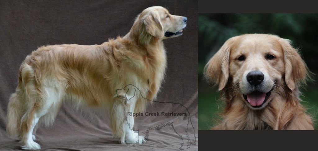 k9 data golden retriever