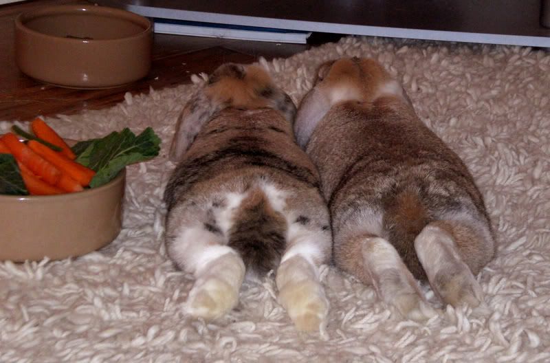 bunnies2-1.jpg