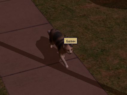cat2.jpg