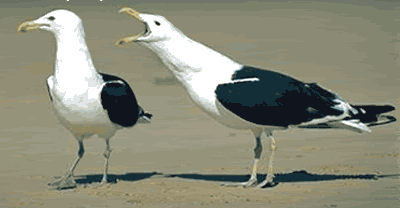 sea.gif