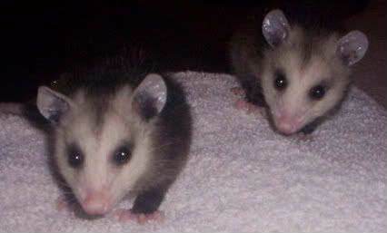 opossums Pictures, Images and Photos