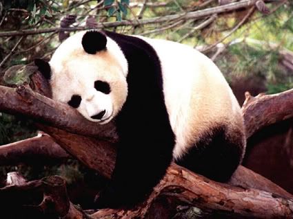 Panda1_1024copy.jpg