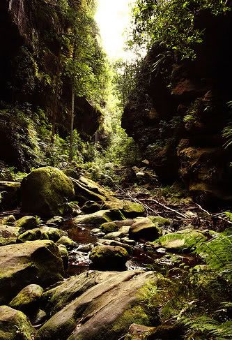 Ravine in the Rainforest