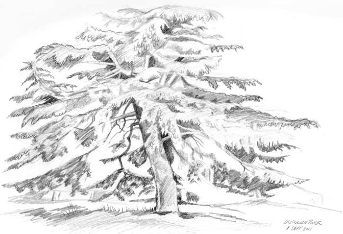 unique tree drawings