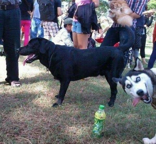 dogpic_zps1856518a.jpg