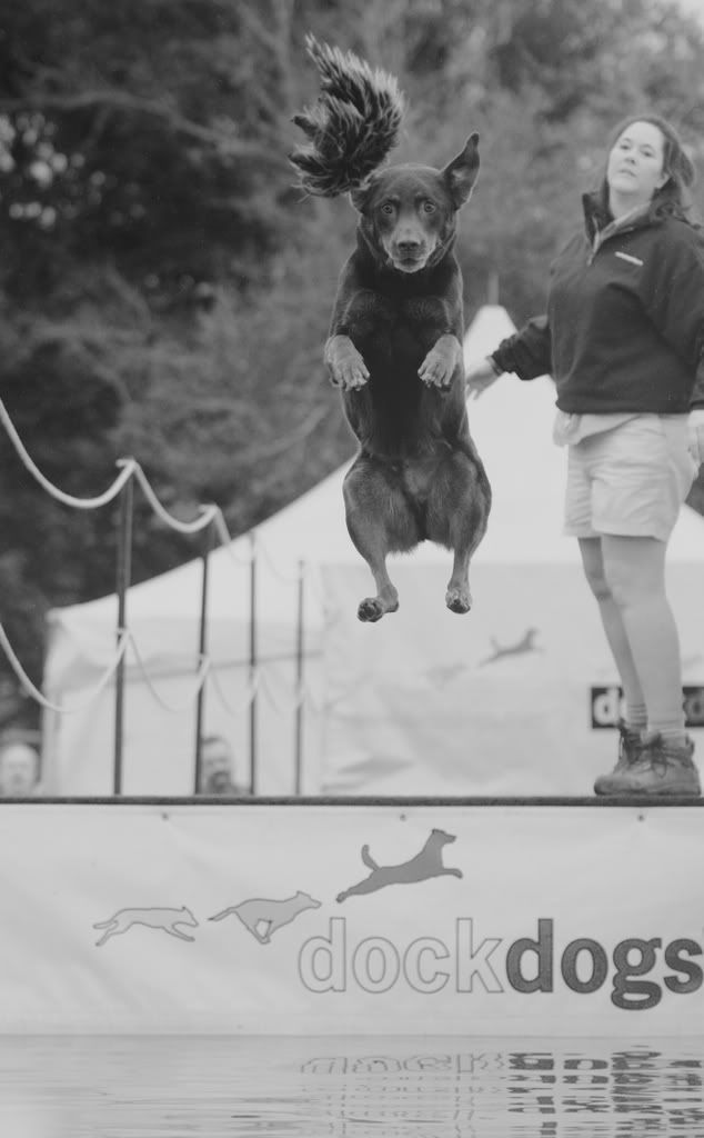 dockdogs4.jpg