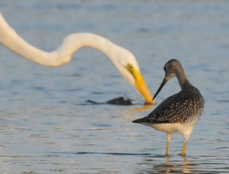 geater-yellowlegs.jpg