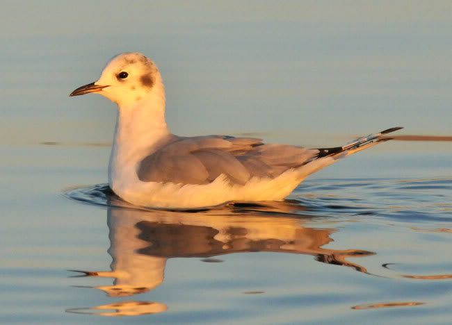 littlegull-.jpg