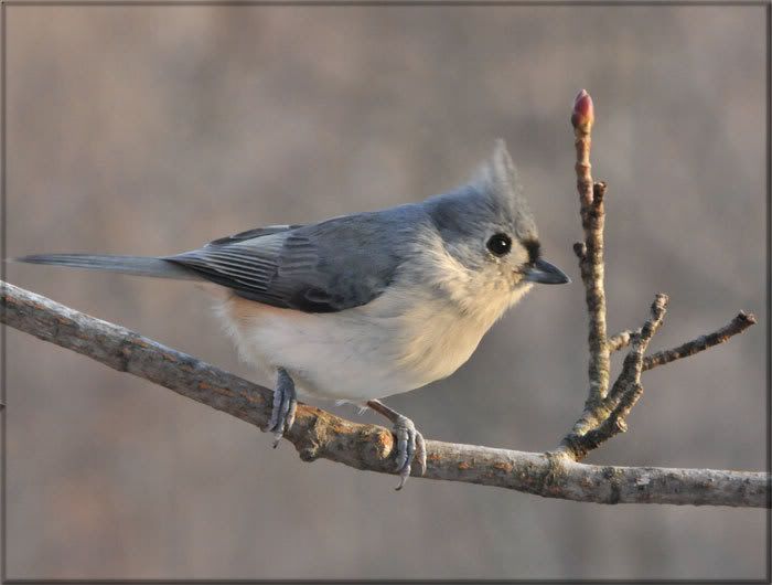 tufted-titmouse.jpg