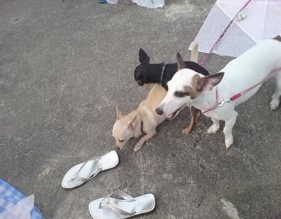 Photo Sharing and Video Hosting at Photobucket