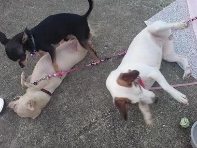 Photo Sharing and Video Hosting at Photobucket