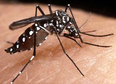 Aedes aegypti Pictures, Images and Photos