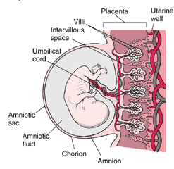 Embryo and placenta 8 weeks 