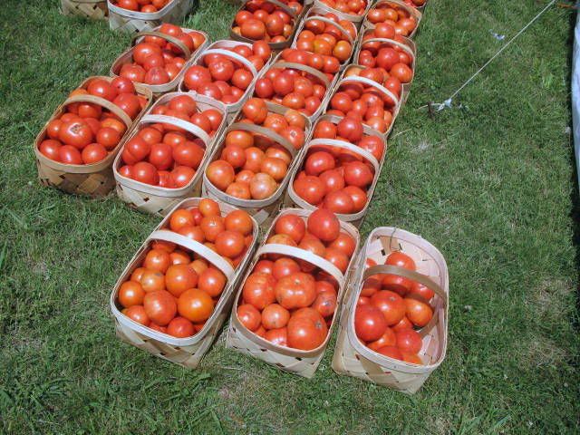 grainger county tomatoes