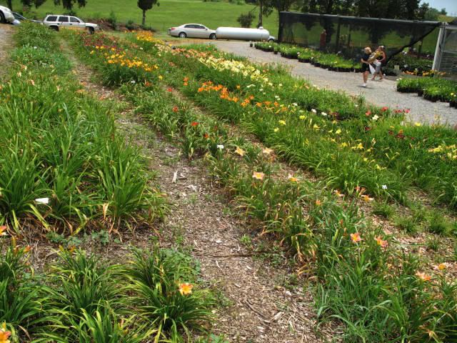 oakes daylily farm knoxville tennessee