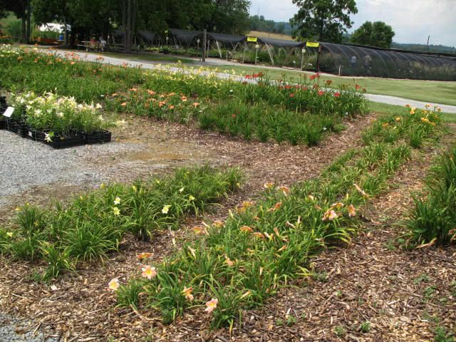 oakes daylily farm knoxville tennessee