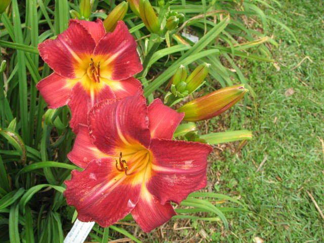 daylily festival knoxville tn jim lee knoxville tn realtor