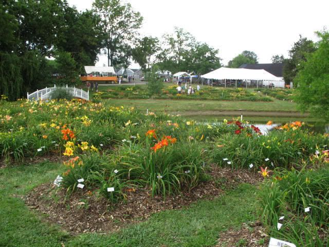 loading up the wagon at Oakes daylily festival corryton tn