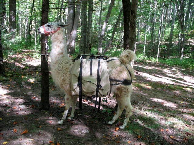 llamas in the backcountry at great smoky mountains national park