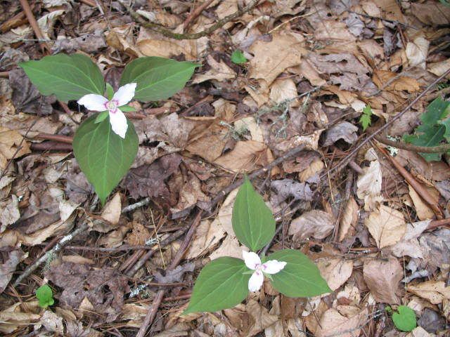 Painted Trillium in bloom along the Boogerman Trail