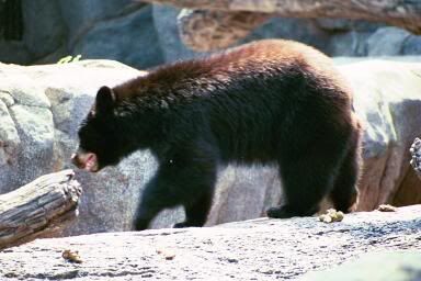 knoxville tennessee zoo black bears