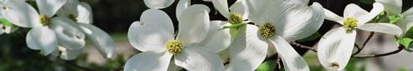 knoxville tn dogwoods