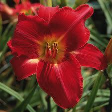 red volunteer daylily knoxville tennessee