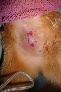 efter sterilisation af kat efter sterilisation af kat