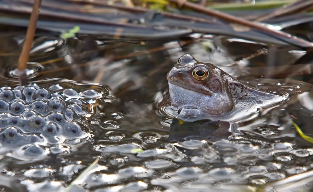 IMAGE: http://i92.photobucket.com/albums/l5/daveyboys/IMG_8594copy.jpg