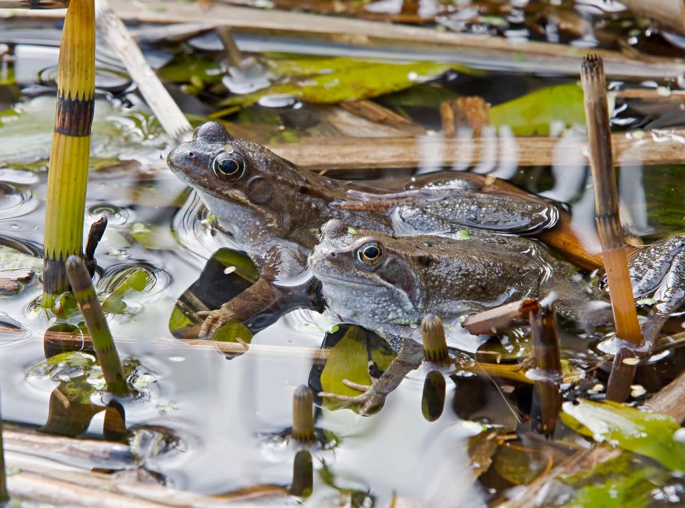 IMAGE: http://i92.photobucket.com/albums/l5/daveyboys/IMG_8617copy.jpg