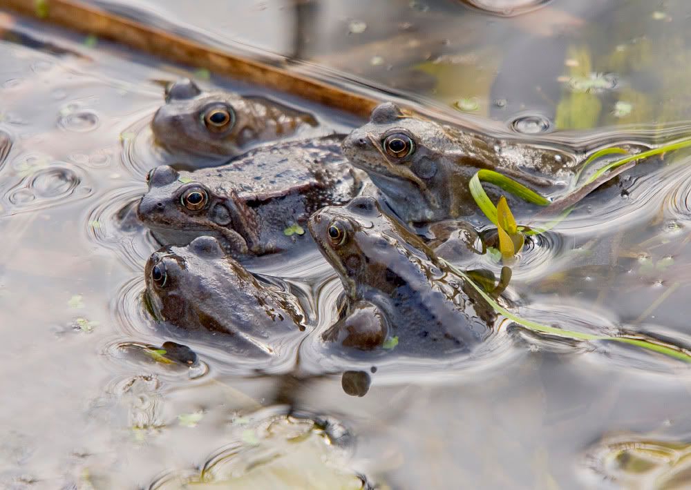 IMAGE: http://i92.photobucket.com/albums/l5/daveyboys/IMG_8621copy.jpg