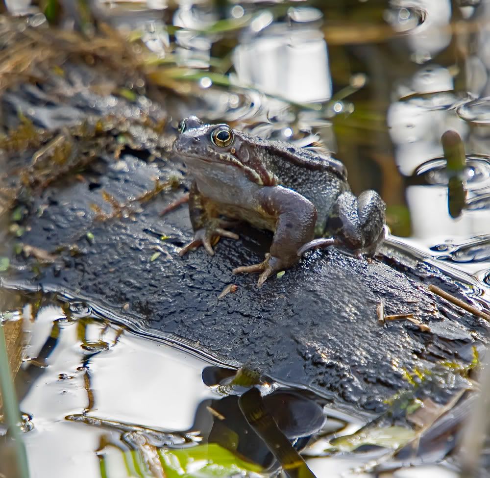 IMAGE: http://i92.photobucket.com/albums/l5/daveyboys/IMG_8626copy.jpg