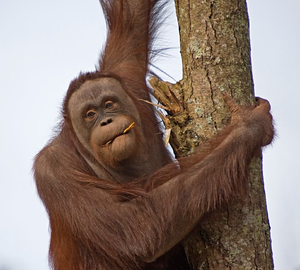 IMAGE: http://i92.photobucket.com/albums/l5/daveyboys/IMG_8863copy.jpg