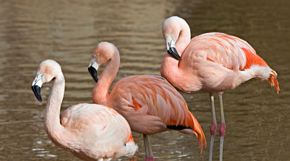 IMAGE: http://i92.photobucket.com/albums/l5/daveyboys/IMG_8990copy.jpg