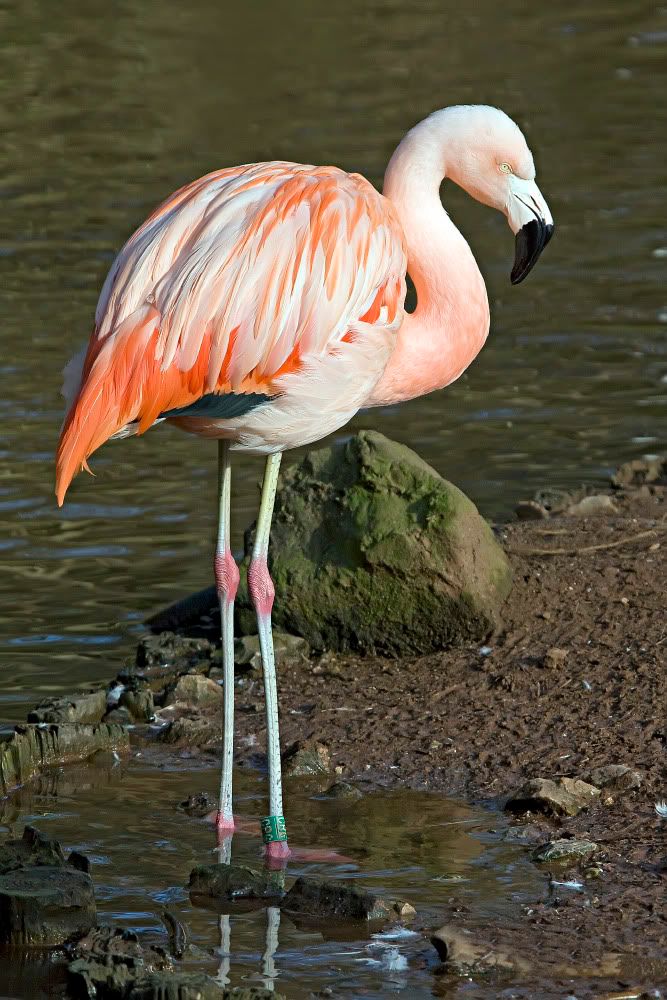 IMAGE: http://i92.photobucket.com/albums/l5/daveyboys/IMG_8997copy.jpg