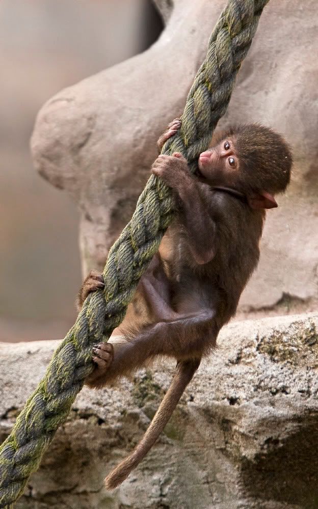 IMAGE: http://i92.photobucket.com/albums/l5/daveyboys/IMG_9399copy.jpg