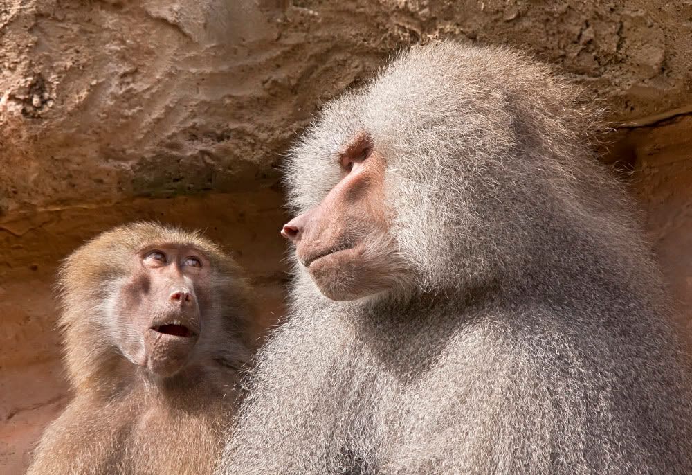 IMAGE: http://i92.photobucket.com/albums/l5/daveyboys/IMG_9429copy.jpg