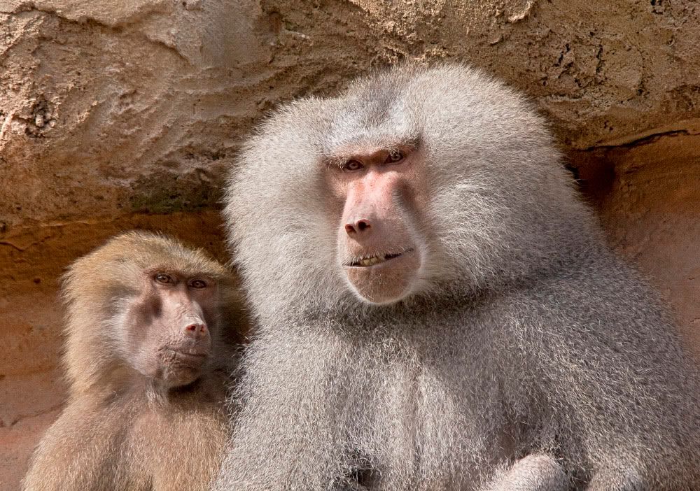 IMAGE: http://i92.photobucket.com/albums/l5/daveyboys/IMG_9431copy.jpg