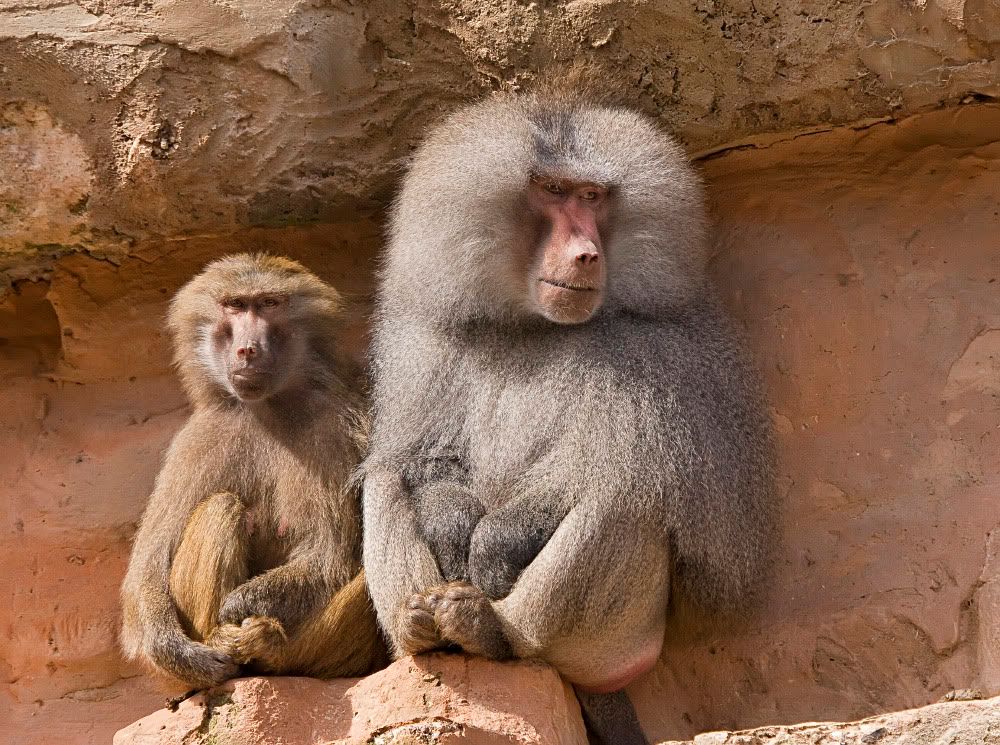 IMAGE: http://i92.photobucket.com/albums/l5/daveyboys/IMG_9433copy.jpg