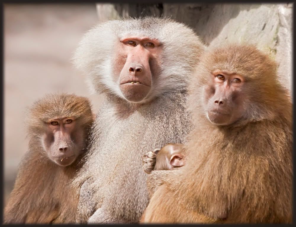 IMAGE: http://i92.photobucket.com/albums/l5/daveyboys/IMG_9447copy.jpg