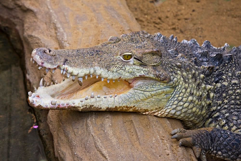 IMAGE: http://i92.photobucket.com/albums/l5/daveyboys/IMG_9495copy2.jpg