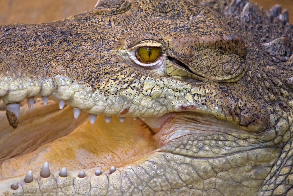 IMAGE: http://i92.photobucket.com/albums/l5/daveyboys/IMG_9498copy2.jpg