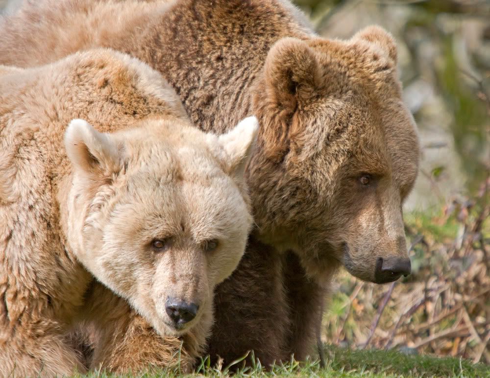 IMAGE: http://i92.photobucket.com/albums/l5/daveyboys/bear1copy.jpg